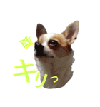 おもしろ可愛いチワワンズ 2（個別スタンプ：14）