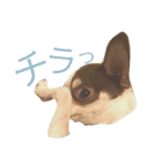 おもしろ可愛いチワワンズ 2（個別スタンプ：15）