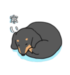 黒ダックス（個別スタンプ：8）