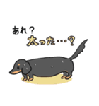 黒ダックス（個別スタンプ：11）