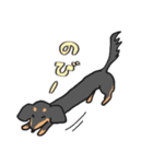 黒ダックス（個別スタンプ：12）