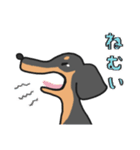 黒ダックス（個別スタンプ：18）