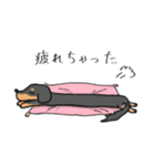 黒ダックス（個別スタンプ：20）