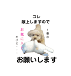 anico 2（個別スタンプ：4）