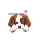 キャバリアジャム 新（個別スタンプ：4）
