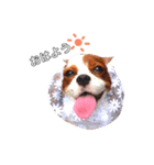 キャバリアジャム 新（個別スタンプ：9）