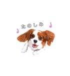 キャバリアジャム 新（個別スタンプ：18）
