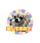 チワワ ラブラブ編（個別スタンプ：6）