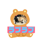 チワワ ラブラブ編（個別スタンプ：12）