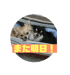 チワワ ラブラブ編（個別スタンプ：14）
