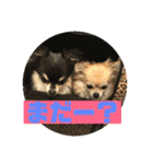 チワワ ラブラブ編（個別スタンプ：15）