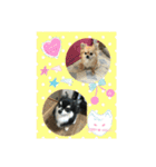 チワワ ラブラブ編（個別スタンプ：16）
