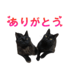 黒猫兄弟 大吉と大福（個別スタンプ：1）