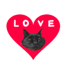 黒猫兄弟 大吉と大福（個別スタンプ：3）