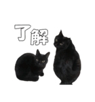 黒猫兄弟 大吉と大福（個別スタンプ：5）