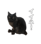 黒猫兄弟 大吉と大福（個別スタンプ：8）