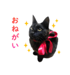 黒猫兄弟 大吉と大福（個別スタンプ：9）