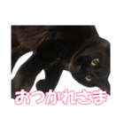 黒猫兄弟 大吉と大福（個別スタンプ：10）