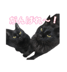 黒猫兄弟 大吉と大福（個別スタンプ：11）