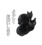 黒猫兄弟 大吉と大福（個別スタンプ：12）