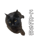 黒猫兄弟 大吉と大福（個別スタンプ：14）