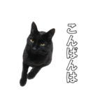 黒猫兄弟 大吉と大福（個別スタンプ：15）