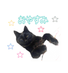 黒猫兄弟 大吉と大福（個別スタンプ：16）
