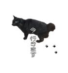 黒猫兄弟 大吉と大福（個別スタンプ：17）