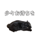 黒猫兄弟 大吉と大福（個別スタンプ：18）