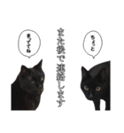 黒猫兄弟 大吉と大福（個別スタンプ：19）