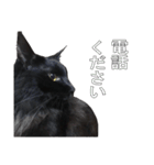 黒猫兄弟 大吉と大福（個別スタンプ：20）