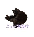 黒猫兄弟 大吉と大福（個別スタンプ：21）