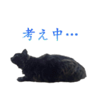 黒猫兄弟 大吉と大福（個別スタンプ：22）