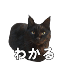 黒猫兄弟 大吉と大福（個別スタンプ：23）