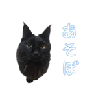 黒猫兄弟 大吉と大福（個別スタンプ：26）