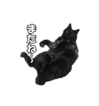 黒猫兄弟 大吉と大福（個別スタンプ：27）
