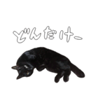 黒猫兄弟 大吉と大福（個別スタンプ：29）