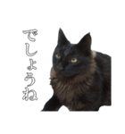 黒猫兄弟 大吉と大福（個別スタンプ：30）