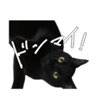 黒猫兄弟 大吉と大福（個別スタンプ：31）