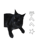 黒猫兄弟 大吉と大福（個別スタンプ：32）