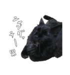黒猫兄弟 大吉と大福（個別スタンプ：33）