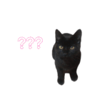 黒猫兄弟 大吉と大福（個別スタンプ：34）
