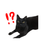 黒猫兄弟 大吉と大福（個別スタンプ：35）