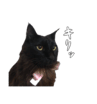 黒猫兄弟 大吉と大福（個別スタンプ：36）