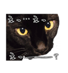 黒猫兄弟 大吉と大福（個別スタンプ：37）