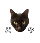黒猫兄弟 大吉と大福（個別スタンプ：38）