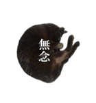 黒猫兄弟 大吉と大福（個別スタンプ：39）