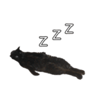 黒猫兄弟 大吉と大福（個別スタンプ：40）