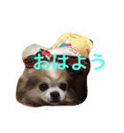 ちわわさん（個別スタンプ：3）