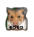 おうちのハムスター（個別スタンプ：6）